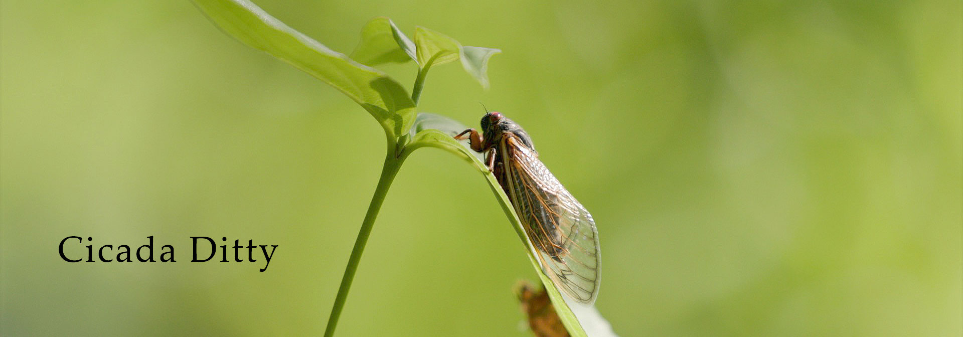Cicada Ditty
